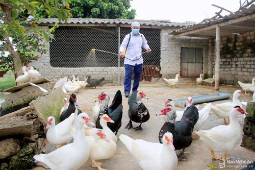 Nghệ An tập trung khống chế dịch cúm H5N6 trên gia cầm