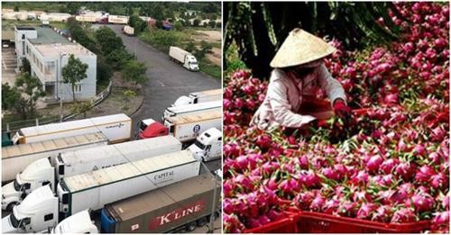越南农产品对中国进行边贸出口受阻 工贸部建议采用正贸对中国进行出口