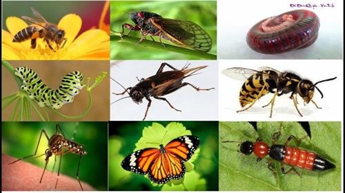 Nửa triệu loài côn trùng có nguy cơ tuyệt chủng