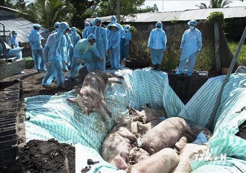 Việt Nam và Hoa Kỳ hợp tác nghiên cứu vắc xin dịch tả lợn châu Phi