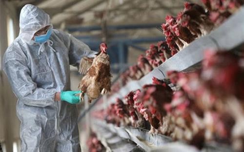 越南4个省市出现禽流感