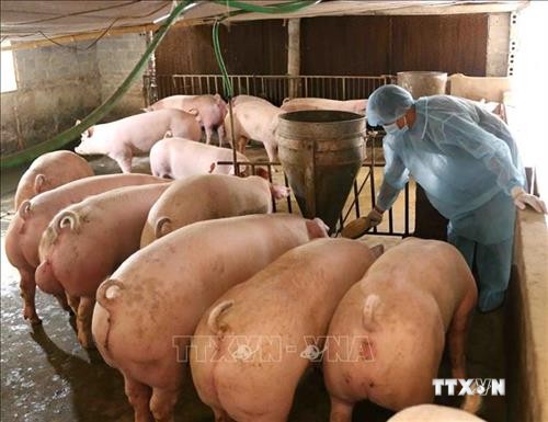 Tạo điều kiện cho các trang trại lợn đủ điều kiện được tái đàn