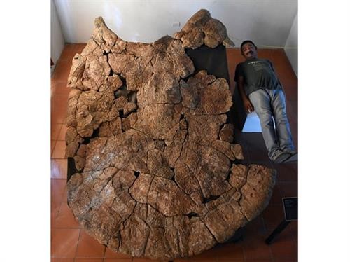 Phát hiện hóa thạch rùa khổng lồ thời tiền sử tại Nam Mỹ