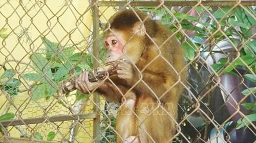 Quảng Bình: Người dân tự nguyện giao nộp cá thể khỉ mặt đỏ quý hiếm