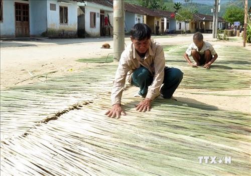 Cây đót giúp đồng bào vùng cao Trà Bồng tăng thu nhập 