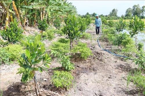 Đồng Tháp chuyển đổi đất lúa kém hiệu quả sang trồng mít Thái