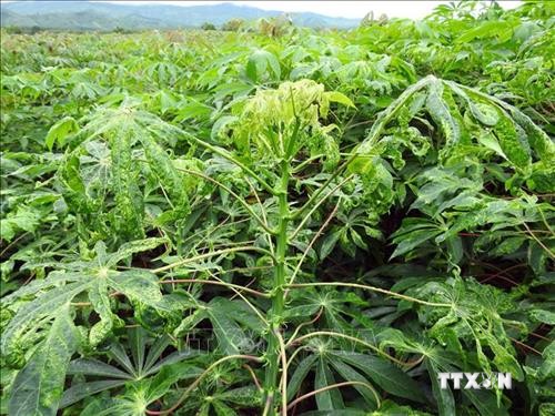 Thừa Thiên – Huế hơn 1.000 ha sắn nhiễm bệnh khảm lá