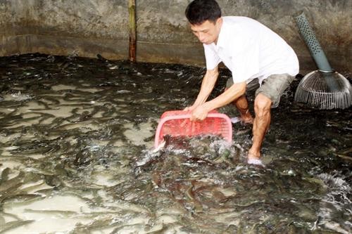 Trà Vinh khuyến cáo các hộ nuôi cá lóc tạm ngưng thả giống do hạn, mặn