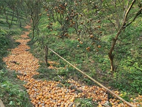 Cam rụng quả gây thiệt hại lớn cho người trồng ở Hà Giang