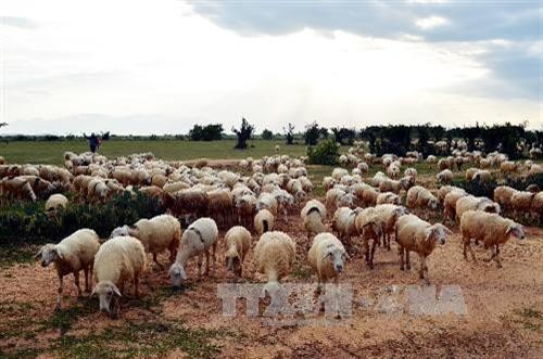 Ninh Thuận duy trì đàn gia súc trong mùa khô hạn