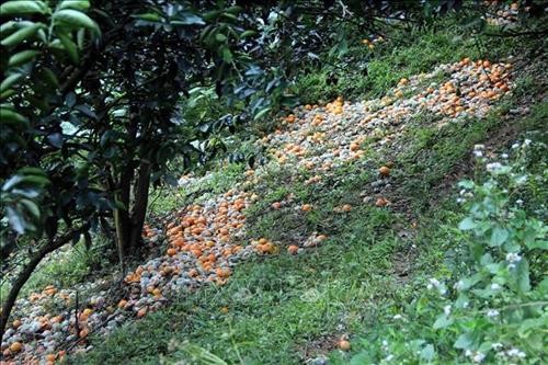 Cam rụng hàng loạt – nông dân Tuyên Quang thiệt hại nặng