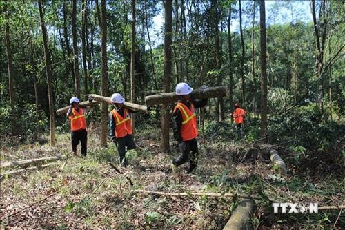 Mở hướng thoát nghèo nhờ trồng rừng gỗ lớn ở Bắc Trà My
