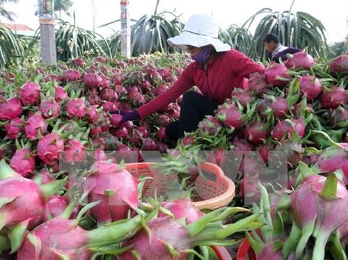 2020年1月越南蔬果出口额猛降20.6%