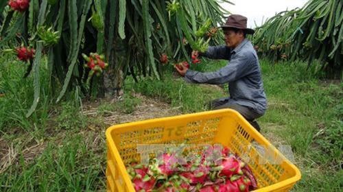 Việt Nam xuất khẩu 5 tấn thanh long ruột đỏ sang Australia