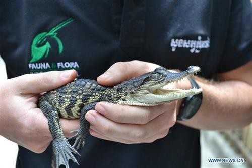 在柬埔寨的豆蔻山中发现了10条濒危的鳄鱼宝宝