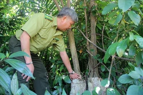 Phú Yên tái sinh rừng ở các tiểu khu từng bị tàn phá