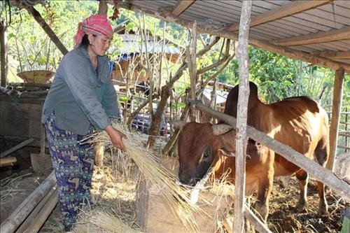 Huyện Mường Lát phát triển kinh tế - xã hội vùng đồng bào dân tộc Mông đặc biệt khó khăn