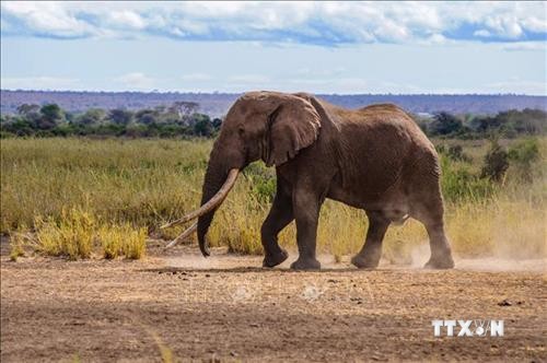 Một trong những con voi ngà dài cuối cùng của châu Phi qua đời