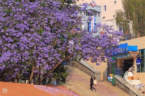 大叻市街头蓝花楹盛开 景色迷人成为一道美丽风景