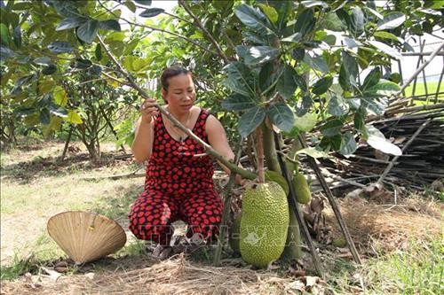 Quảng Nam: Chuyển đổi đất ruộng trồng lúa kém hiệu quả sang trồng cây ăn quả