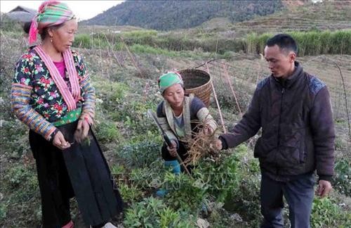 Phát triển cây dược liệu - Hướng đi mới giúp người dân vùng cao Lai Châu thoát nghèo