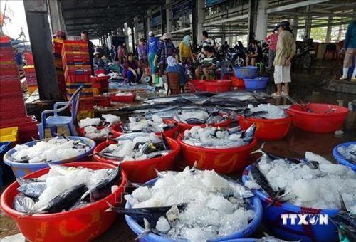 Ngư dân Khánh Hòa được mùa cá ngừ sọc dưa
