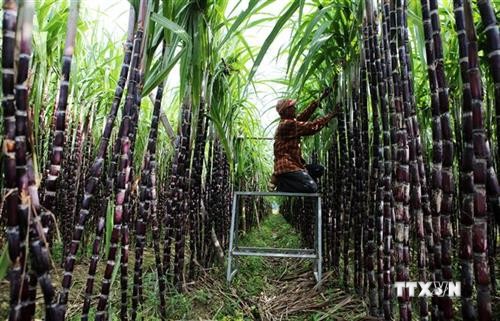 政府总理要求为越南甘蔗制糖业化解困难