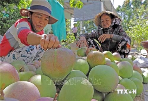 Chuyển đổi cây trồng gắn với ứng dụng công nghệ cao ở Bình Thuận