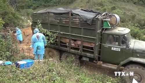 山萝省发现并销毁大量从老挝非法运输到越南的生猪