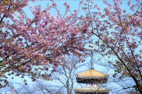 Vũ Hán- Mùa Xuân lại về