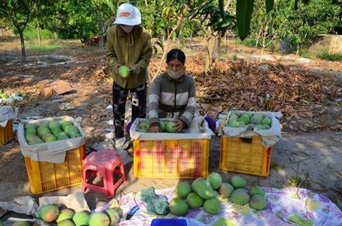 越南庆和省甘林县芒果恢复出口活动