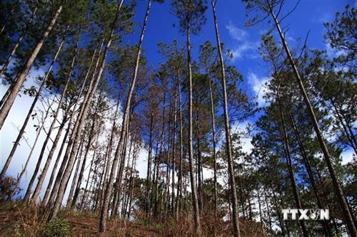 Chính sách chi trả dịch vụ môi trường rừng đã đi vào đời sống người dân ở Lâm Đồng
