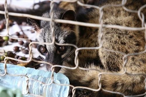世界自然基金会亚太地区呼吁终止贩卖和销售野生动物