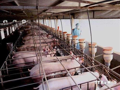 Dịch COVID-19: Giảm giá thịt lợn ở mức hợp lý, xử lý nghiêm việc "găm hàng"