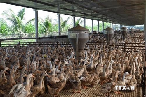 Đồng Tháp đưa ngành hàng chăn nuôi vịt vào chuỗi sản xuất khép kín