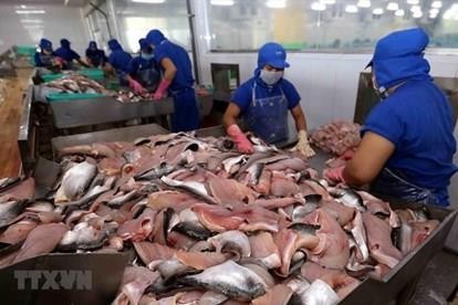 新冠疫情致使越南查鱼对中国出口下降一半