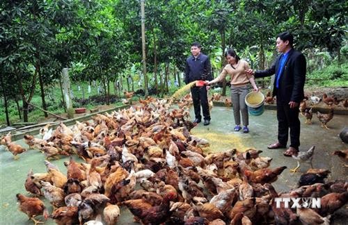 Thực hiện Chương trình “Mỗi xã một sản phẩm” ở huyện vùng cao Tuyên Quang