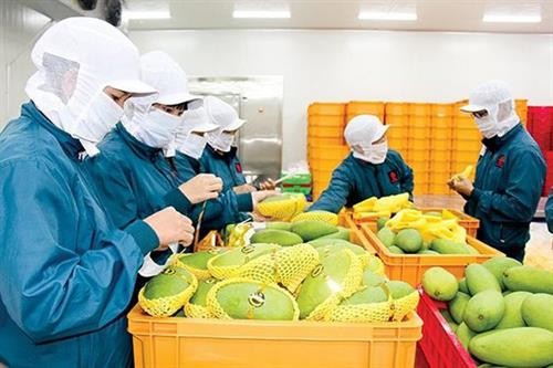 2020年第一季度越南蔬果出口额达到8.36亿美元
