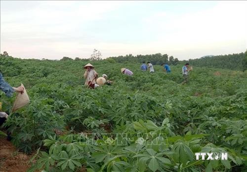 Cải tạo vườn tạp giúp nông dân huyện miền núi Như Xuân tăng thu nhập