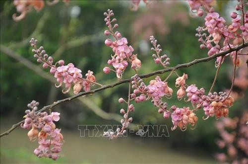 Hoa Ô môi nhuộm hồng cả miền quê yên bình ở An Giang