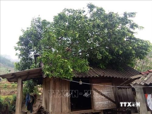 Quảng Trị: Khẩn trương khắc phục hậu quả mưa đá và lốc xoáy tại huyện Đakrông