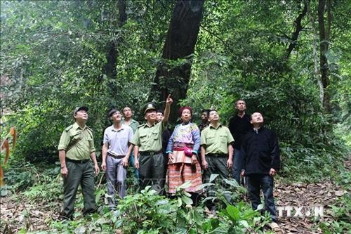 Công bố hiện trạng rừng toàn quốc năm 2019
