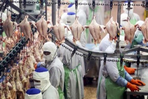 2020年泰国鸡肉出口或将增长10%