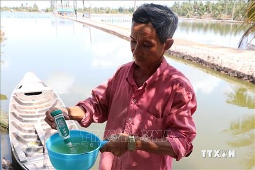 Huyện U Minh Thượng: Người nuôi tôm có thu nhập ổn định nhờ xen canh 
