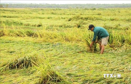 Phát hiện sớm, phòng trừ sâu bệnh gây hại lúa Đông Xuân