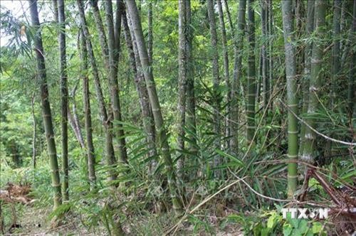 Thanh Hóa có hơn 17.000 ha rừng được cấp chứng chỉ quốc tế FSC