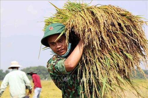 Lực lượng vũ trang Thừa Thiên-Huế hỗ trợ người dân thu hoạch lúa bị ảnh hưởng của mưa lớn