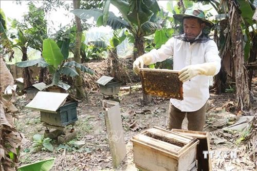 Chương trình Mỗi xã một sản phẩm: Xây dựng thương hiệu cho mật ong Nghĩa Bình
