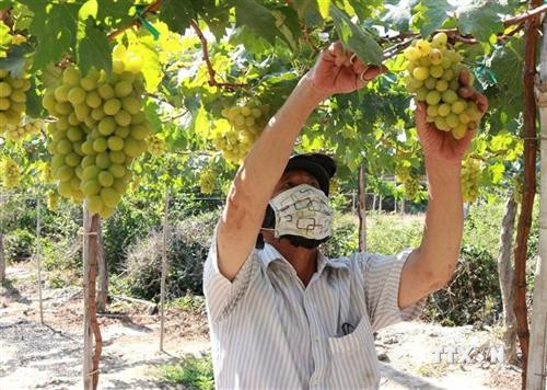 Ninh Thuận tăng cường hỗ trợ nông dân phát triển sản xuất, kinh doanh