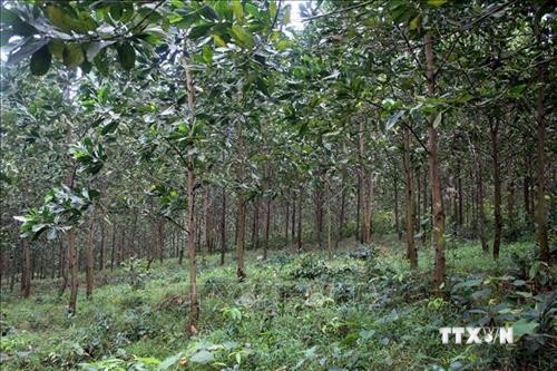Trồng rừng gỗ lớn giúp người dân miền núi tỉnh Thanh Hóa nâng cao thu nhập